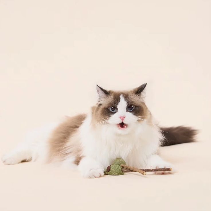 Đồ Chơi Tương Tác – Bí Quyết Giúp Boss Ở Nhà Một Mình Không Buồn Chán