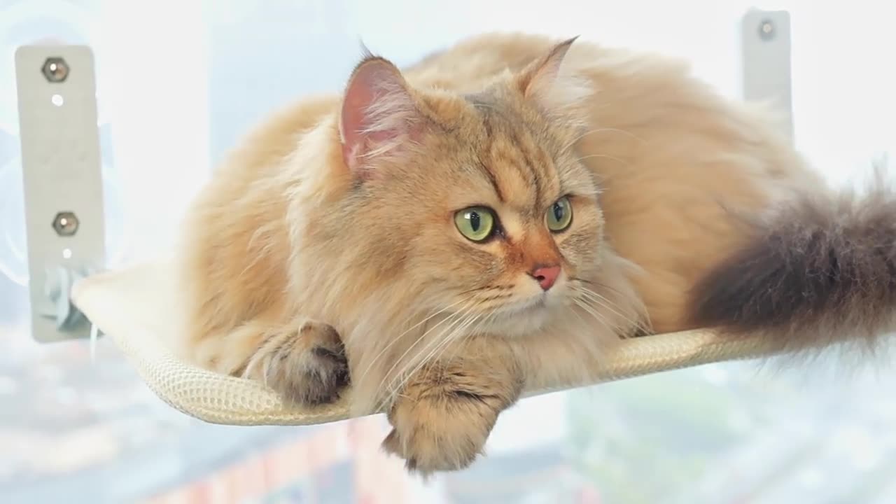 Giường Treo Cửa Sổ Cho Mèo – Không Gian Riêng Trên Cao