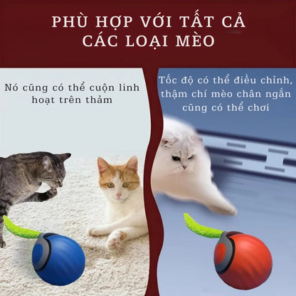 Bóng Đồ Chơi Thông Minh – Kích Thích Bản Năng Săn Mồi